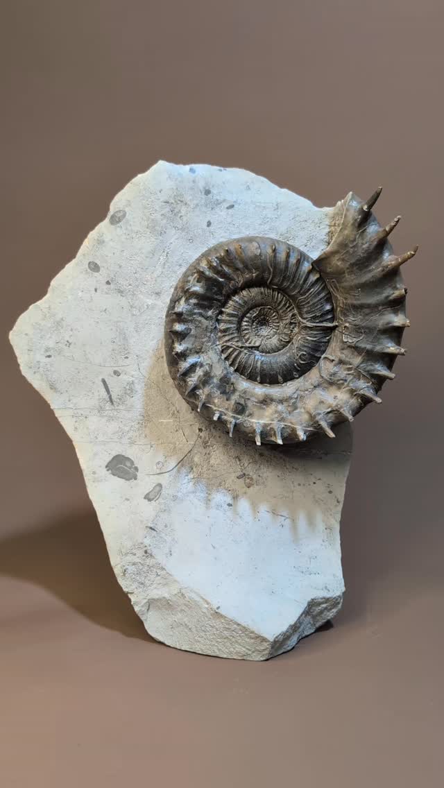 The shape of the matrix is an important part of fossil preparation when considering the final aesthetic. Most of the time I leave the decision to the end but sometimes the rock is the right shape from the start. This Apoderoceras has been prepared for a customer, it has many of its spikes intact and a well-preserved centre. I've also prepared the cat's paw. This is one of the suture walls, the edge of which can often be seen from the outside of the ammonite when the shell is missing. Most well preserved fossils are filled with calcite. This ammonite has an opening in the side where the calcite crystals can be seen within. (Last image)
#paleontology #fossils #fossilhunting #ammonite #geology