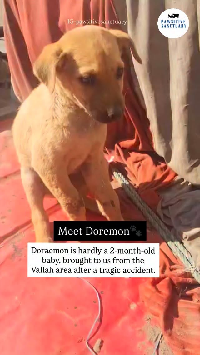 Meet Doraemon ๐พ
Doraemon is hardly a 2-month-old baby, brought to us from the Valla area after a tragic accident.
He suffered fractures in both his front forelimbs, leaving him in extreme pain and unable to move properly. The reporter who brought him to us shared that they would take responsibility for his care once he recovers. However, at this moment, Doraemon urgently needed immediate emergency medical attention.
We have provided him with temporary bandaging using plastic support to stabilize his injured legs. He has also been started on necessary medications and supplements to help with healing and pain management.
Despite everything, Doraemon is a brave little soul. He is now safe, warm, and resting under our care, and we are hopeful that with time, treatment, and love, he will recover soon.
This rescue is yet another reminder of the importance of sterilization. Sterilization helps prevent unwanted litters and reduces the number of innocent puppies who end up injured, abandoned, or struggling to survive on the streets.
๐ We request everyone to please support Doraemon by donating for his treatment and recovery. Every small contribution helps us continue saving lives like his.
๐ PayPal: @pawsitivesanctuary
๐ American and Global Donors: pawsitivesanctuary.networkforgood.com
๐ Canadian Donors: pawsitivesanctuary.com/donate
๐ E-transfer: infopawsitivesanctuary@gmail.com
#rescuedogsofinstagram #puplove #adoptdontshop #dogrescue #donate