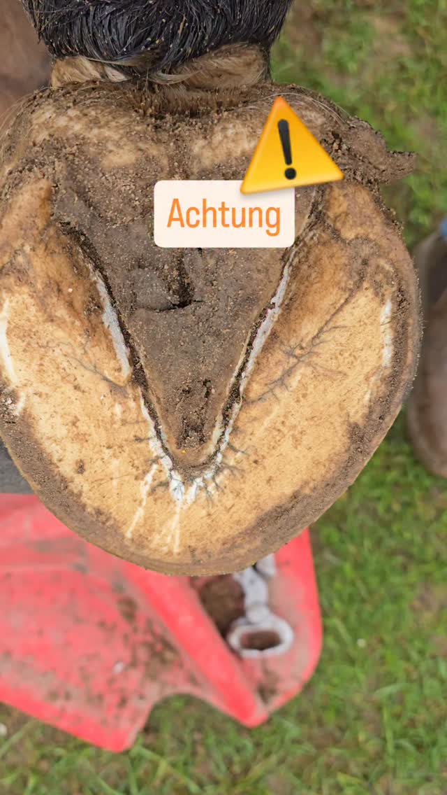 Was ihr hier seht, ist ein ganz normaler Ablöseprozess.
Der alte Strahl löst sich, weil darunter bereits neuer, gesunder Strahl nachwächst.
Das gehört zur natürlichen Erneuerung des Hufes dazu – ähnlich wie abgestorbene Haut, die sich löst.
Kein übler Geruch, keine matschige Struktur, keine tiefe Zersetzung = keine Strahlfäule.
Wichtig ist, genau hinzusehen und nicht vorschnell zu behandeln.
Ein gesunder Huf darf sich erneuern. 🤎🐴
Deine Ida von Herz Huf 💜
#Hufwissen #Strahl #Hufgesundheit #Pferdebesitzer #Hufbearbeitung