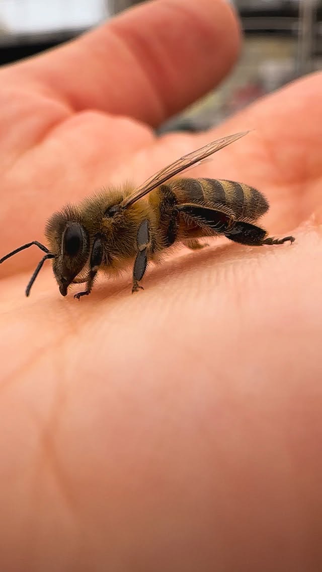 Unser Honig beginnt hier. 🌿
#imkern #bioimkerei #natur #handwerk
