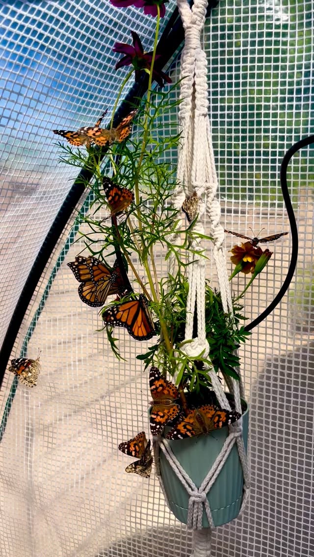 Butterflies have a way of slowing people down.
Of making a moment feel intentional, gentle, unforgettable.
At Blackborg, our butterflies are ethically raised with care, and each release or display is thoughtfully planned from start to finish. Whether it’s a school celebration, wedding, graduation, memorial, brand activation, or educational display—we custom design every setup to reflect the theme, colors, and feeling of your event.
No two events are the same, and your butterfly experience shouldn’t be either. From intimate moments to larger installations, we focus on beauty, intention, and respect for the butterflies every step of the way.
If you’re dreaming of something meaningful, symbolic, and truly memorable—we’d love to create it with you.
🦋 Ethically raised butterflies
🌿 Custom-designed displays & releases
✨ Thoughtful, theme-aligned experiences
DM us or visit the link in bio to start the conversation.
#Blackborg #ButterflyRelease #EthicalButterflies #EventDesign #MeaningfulMoments