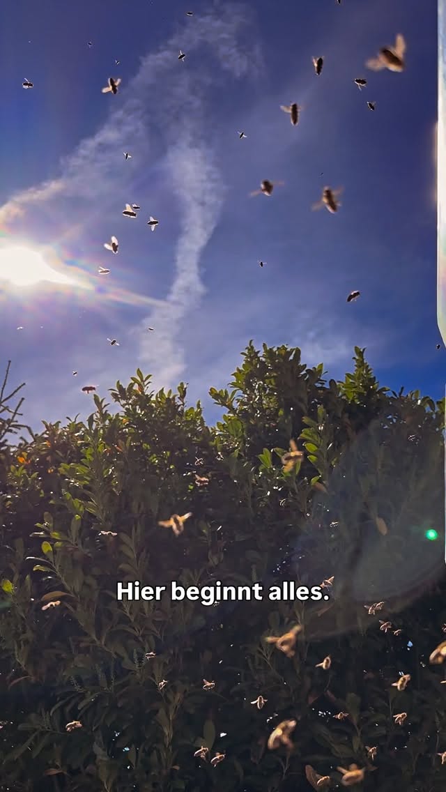 Bevor wir ernten, arbeiten die Bienen. 🌿
#imkern #bioimkerei #bienen #natur