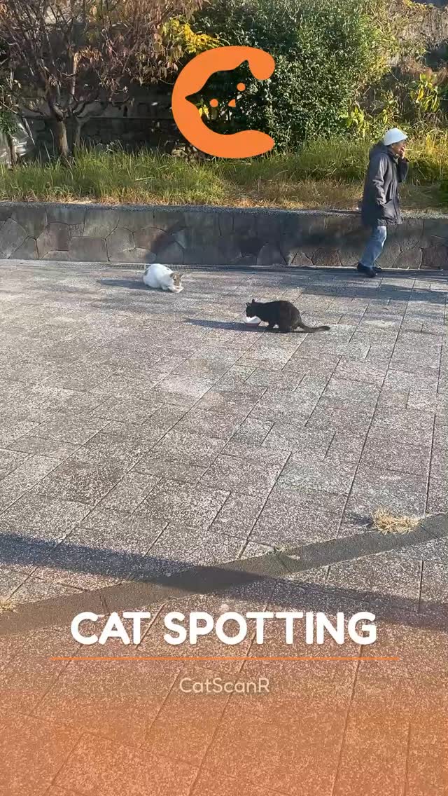 cat-themed park 🍂
#catlovers #catsofinstagram #catspotting #catswoppr #streetcat