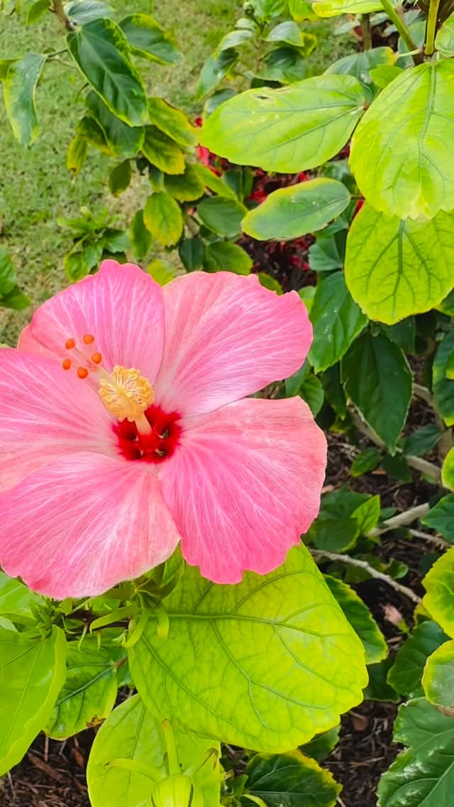 Love is in bloom 🌺💌
The garden at our Marsh Harbour location is vibrant and full of life.