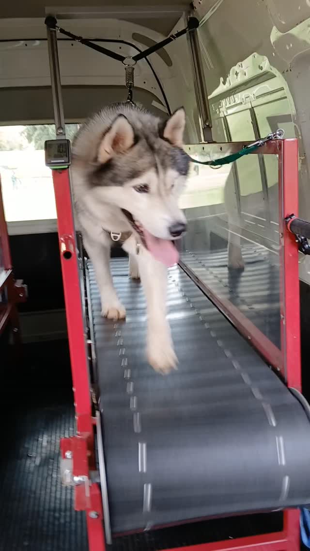 Coming in strong 💪
#Knox #wds2026🇮🇹 #worldchallengeoftopdogs2026