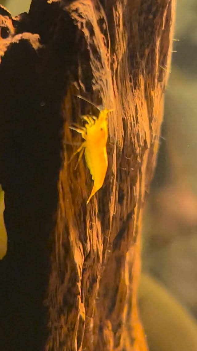 Las gambas de descarte también son muy hermosas #gambas #acuario #pecesdeacuario #animales #mascotas