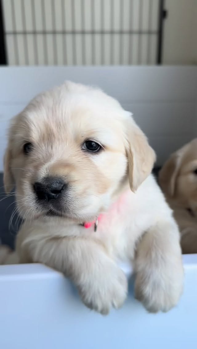 The pups are almost 5 weeks old - exploring new spaces, objects and surfaces. They are eating puppy gruel 2 times a day and nursing less frequently. They have been sleeping through the night without night feedings and doing great. Mama is still their favorite, though they make amazing eye contact for pets and playtime which just melts our hearts 💞