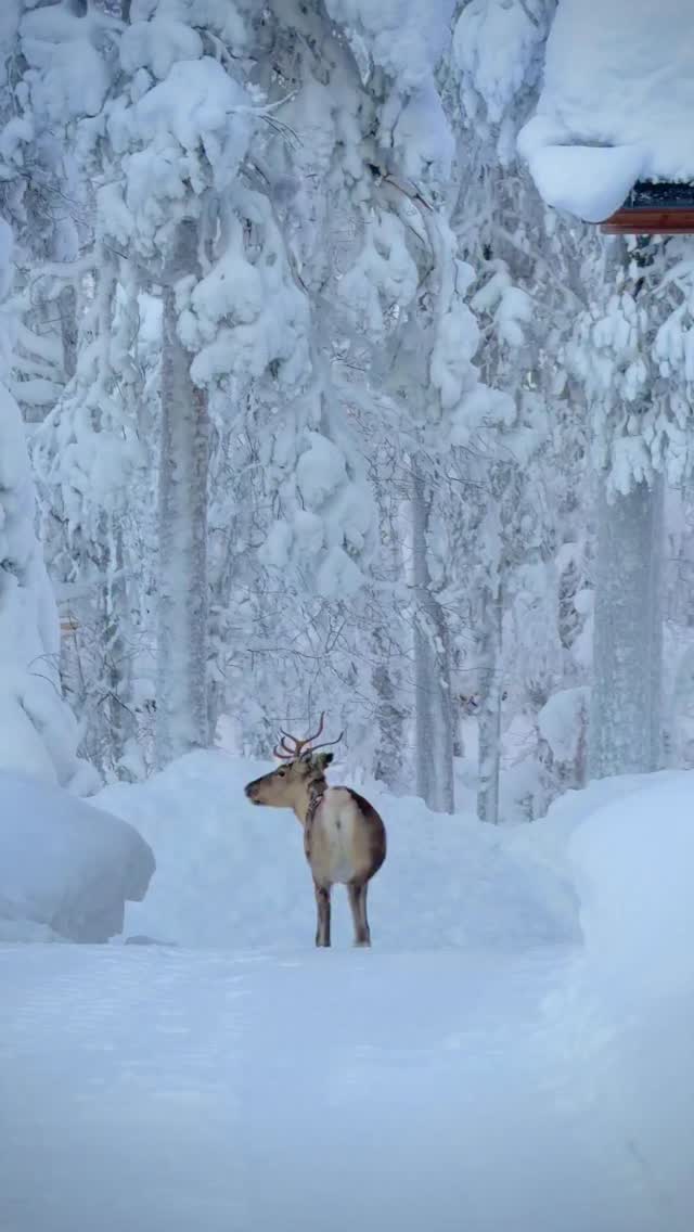 We met a friend while walking Gooseberry today.
#levilapland #finnishlapland #reindeer