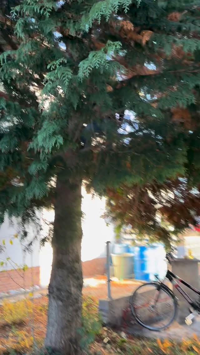 Baumschnitt im Winter 🌳✂️
Auf Wunsch des Mieters und in Absprache mit dem Eigentümer wird der Baum zurückgeschnitten, da er den Wohnungen zu viel Licht nimmt.
Der Schnitt erfolgt bis zur Höhe der Fensterunterkanten im 2. OG – selbstverständlich außerhalb der Brutzeit.#keepitclean #hausmeisterservice #gartenarbeit #immobilien #handwerk