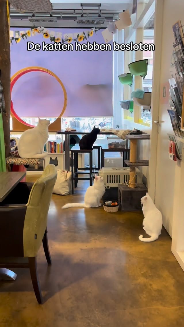 De katten hebben gesproken 😼💛
Valentijnsdag wordt gevierd met High Tea, liefde
en een beetje kattenchaos 🫖🐾
⚠️ Alleen op reservering
Plekjes zijn beperkt
#valentijnsdag #hightea #katcafe #alkmaar #cozyvibes