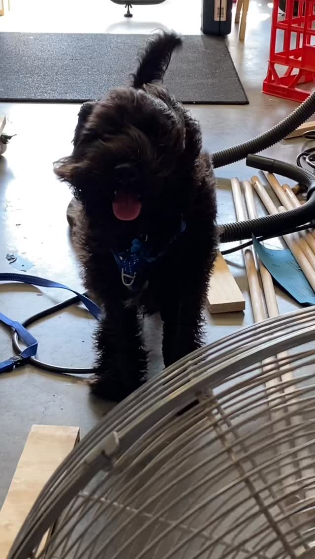 Dogs are awesome. #dogsofinstagram #schnauzersofinstagram #dogs #dogstar