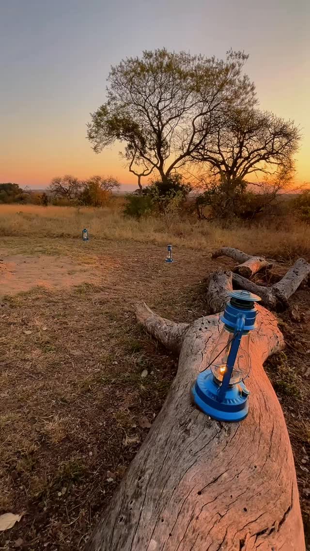 On your evening game drive when the sun dips low, painting the horizon gold over the bush.
And the bush starts to settle in for the night, here’s nothing quite like watching it in action, all around you, in a single sweep.
And, if you’re lucky, with your favourite drink in hand at one of our secret gin stops.
Who would you want by your side for this view?
Tag them in the comments.
#safari #africansafari #wildlifeofsa #wildlifesafari #wildlifeofinstagram
krugernationalpark thornybushgamereserve luxurysafari luxurysafarilodge travelsouthafrica southafricasafari big5 conservation thisissouthafrica soulful_moments wildlife