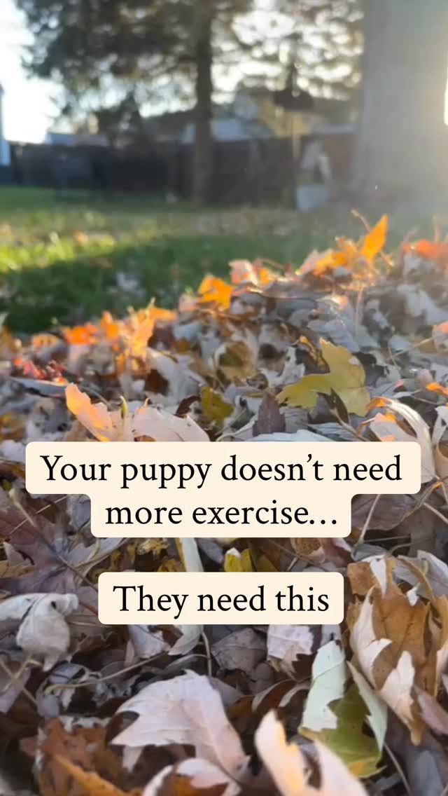 🐾Save for Later ⏰ 🐾 Your puppy’s brain is growing every day if you want to make sure you do not have a scared, 😳 anxious 😥 , or reactive 😠 dog that starts NOW ⏰ by exposing them to new things every day in a positive way!
This is a list of 15 things that I do regularly here at Sunset Hill with my puppies as well as all the puppies that are adopted from us.
• Snuffle towel: scatter kibble/treats, roll it up, let puppy “hunt”
• Muffin tin game: treats in a few cups, cover with balls/toys or crumpled paper
• Solo cup shuffle: hide a treat under one cup and mix them up (“which one?!”)
• Kibble scatter: toss kibble across a rug/grass for a mini “forage walk”
• Cardboard box “dig pit”: box + paper/old towels + a few treats (supervised)
• Frozen lick: smear yogurt/pumpkin on a lick mat or inside a bowl and freeze
• Kong-style stuffed toy: kibble + a little wet food, freeze for longer lasting
• Treat chase: gently toss 1 treat at a time so puppy runs, finds, and returns
• “Find it” rounds: hide treats in easy spots around one room and release to search
• Baby gates + mini obstacle course: step over broomstick, weave around pillows, walk on a towel “bridge”
• Novels in the mouth: safe chew rotation (bully stick alternative/puppy-safe chew) with a “chew bin” swap
• Training snack breaks: 2 minutes of sit/down/touch + one calm settle reward (brain work counts!)
• Recycled water bottle treat rattle: a few treats in an empty bottle (cap + ring removed), let them nose it around (supervised)
• Texture safari: short, calm exploration of surfaces—crunchy leaves, wet grass, concrete, gravel, a rubber mat—reward curiosity and confidence
• Bubble chasing (dog-safe bubbles): quick bursts of pop-and-pounce fun, then a calm reward to settle
.
.
.
#puppysocialization #puppytrainingtips #positivedogtraining #newpuppymom #puppyenrichmentactivity