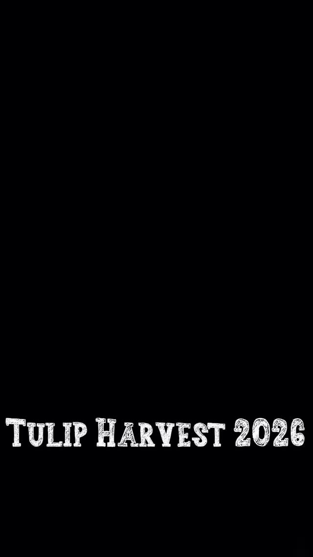 #tulips #sanfrancisco #sf