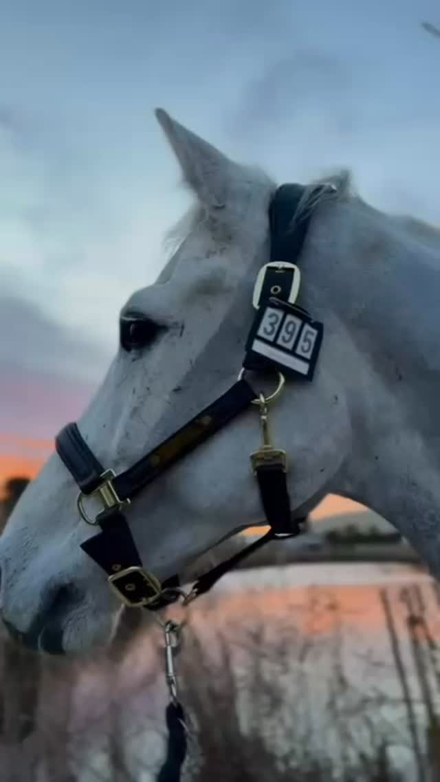 Happy day ☀️ Soft morning light & good energy ✨
🐴 wearing our vegan halter with a personalised start number 🤍
@vividellacasa