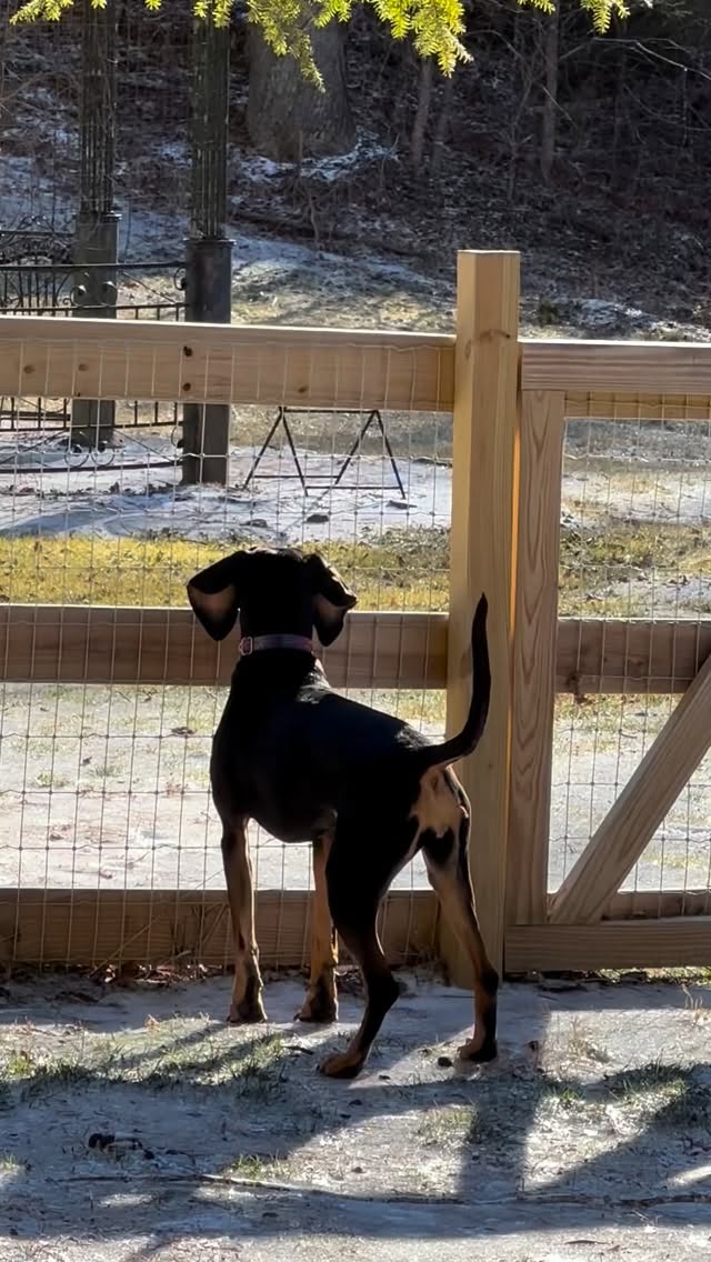 Who else’s dog has big ears, bigger opinions and the biggest bark?!😂😅🥰 What about an arch-nemesis? We found out this winter that Bubbles HATES snowplows just as much as she despises the mail truck!
#dogsofasheville #dogfriendly #travel #travelwithdogs #dogmom