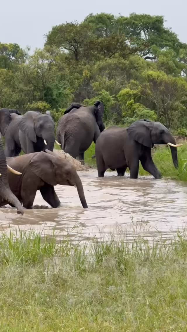 @vivve._ caught this herd of elephants stopping for a quick splash and a drink.
Just a quick pit stop before they carry on.
Have you ever seen a herd of elephant like this up close?
#safari #africansafari #wildlifeofsa #wildlifesafari #wildlifeofinstagram
krugernationalpark thornybushgamereserve luxurysafari luxurysafarilodge travelsouthafrica southafricasafari big5 conservation thisissouthafrica soulful_moments wildlife