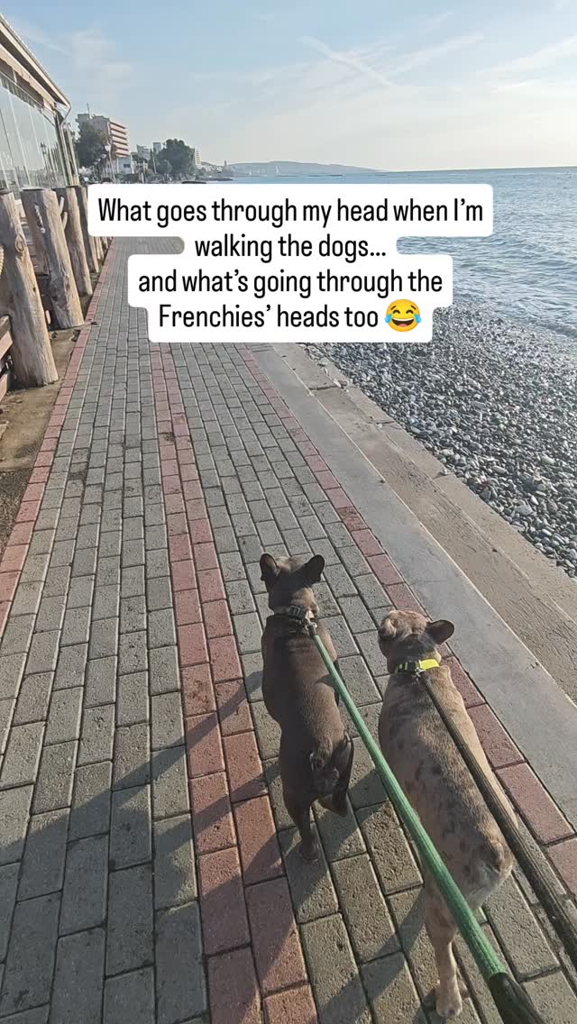 Rain or sun, saliva and scratches, picking up poo and hair all over my clothes…
I wouldn’t trade it for a day in the office.
I love my job.
Oui oui 💛😎
#petsitting
#dogwalker
#limassol