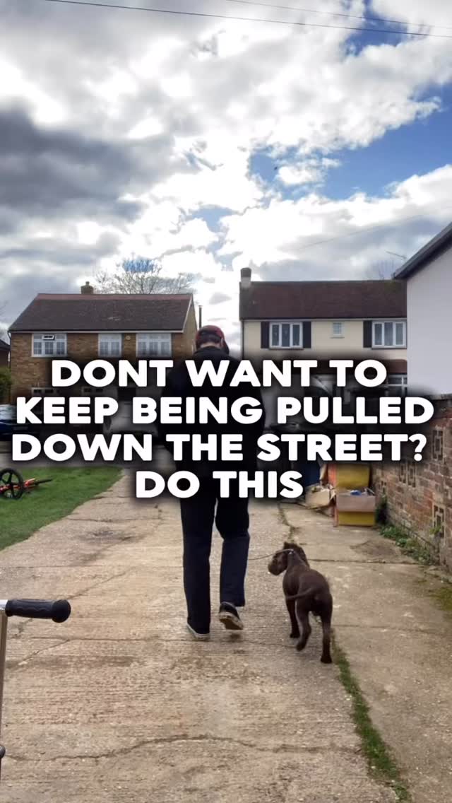 Need help training your dog?
Pop us a dm to chat
#chalfontstpeter #chalfontstgiles #gerrardscross #dogwalker🚶🏻♂️🦮💨 #dogtraining