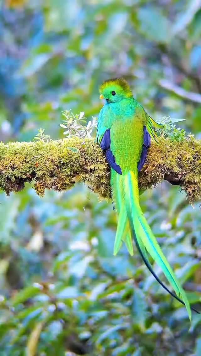 ¿Sabían que en esta temporada los quetzales están construyendo su hogar? 🏠🦜
Las parejas empiezan a elegir y limpiar sus nidos en los troncos del bosque, marcando el inicio de una de las etapas más hermosas de su ciclo de vida. Les compartimos este increíble registro de un macho trabajando en su nido.
¡Vengan a vivir esta temporada con nosotros! 📸
Reserva el tour de Quetzales a través de nuestro WhatsApp 8392-8298 o al teléfono 2200 0241
Video por: David Céspedes (Guía en Paraiso Quetzal Lodge).
¿Habías visto un nido de Quetzal antes?