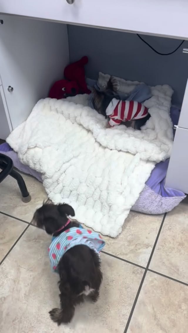 Palmetto Animal Clinic
📲305-824-9990
📍1919 W 68 St. Hialeah, Fl 33014
🌐Website:
https://www.palmettoanimalclinic.net
#palmettoanimalclinic #florida #miami #hialeah #veterinarymedicine vettech vetmed PalmettoAnimalClinic NewPatient FurFamily WelcomeLittleOne