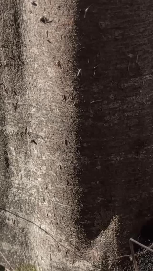 Sobald dein Körper Stress wahrnimmt –
egal ob Vorfreude, Leistungsdruck oder Überforderung –
aktiviert er sein Überlebenssystem.
Adrenalin und Cortisol werden ausgeschüttet.
Der Körper bereitet sich auf Kampf, Flucht oder Freeze vor.
Adrenalin macht wach, schnell, fokussiert.
Cortisol stellt Energie bereit, damit du reagieren kannst.
Kurzzeitig kann das mobilisieren.
Zu viel – oder zu lange – bringt das System aus dem Gleichgewicht.
Denn der Körper unterscheidet nicht,
ob sich Stress gut oder belastend anfühlt.
Er reagiert auf Intensität, Dauer und Häufigkeit.
Nicht jeder Stress ist schädlich.
Aber dauerhafte Alarmbereitschaft hinterlässt Spuren.
#stressverstehen
#nervensystem
#stressregulation
#cortisol
#ganzheitlich