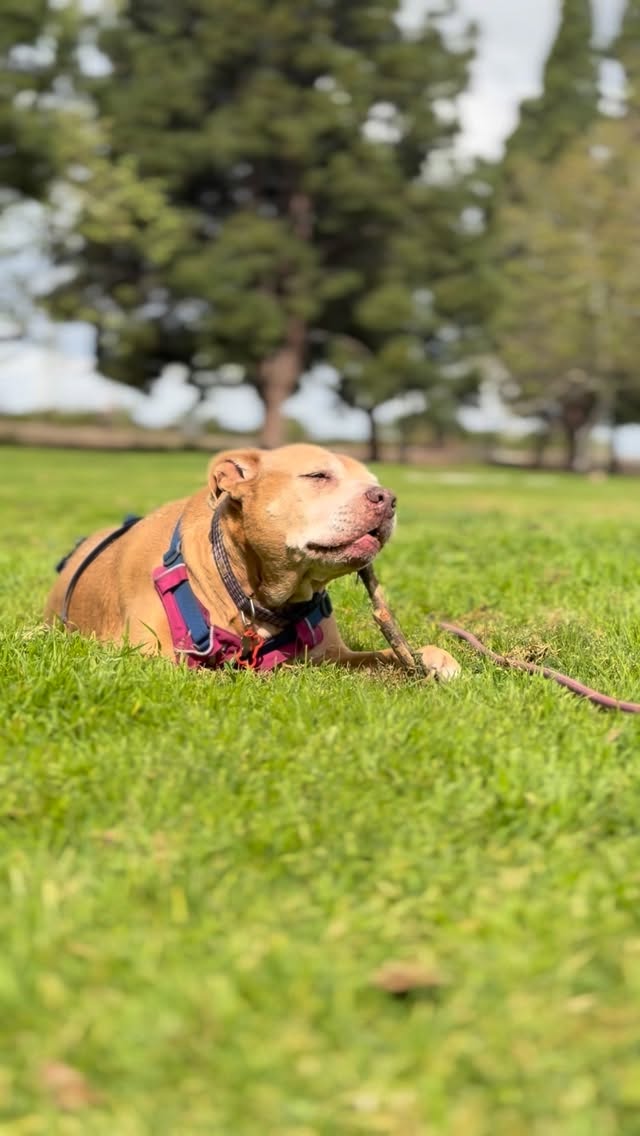Perfect day for a park hang out. A little chilly, but great for the old pups to get some sniffs in before the rain comes. ♥️