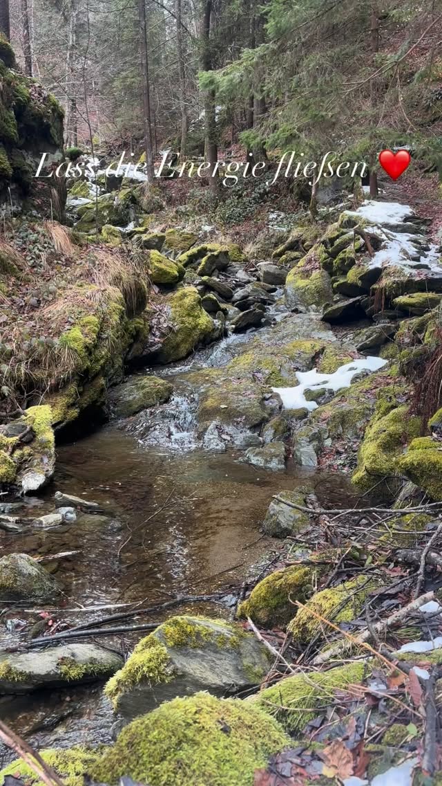 Alles ist im Fluss ❤️ Energie tanken in 30 Sekunden #mel4animal #veldenamwörthersee #energy #waldbaden #tierliebe