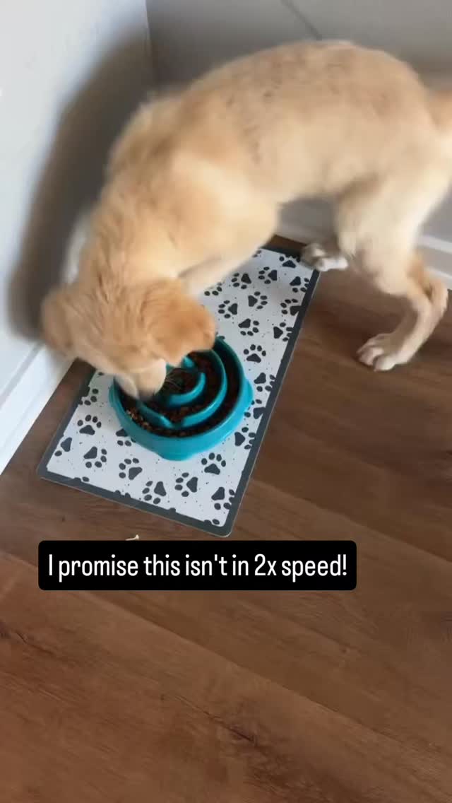 Eating like this can be dangerous 😳
Your pup can get so much air in their gut causing all sorts of problems
Food can be super exciting but slow down so they can actually enjoy their food