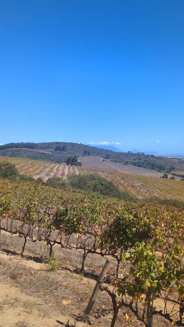 I can't believe it's almost been a year since I spent two weeks in South Africa as a tour guide for @dcanterwines . It was overwhelming at first, and I'd be lying if I said I wasn't nervous, but what an experience. I am so blessed to have spent time with the amazing suppliers we represent. This video is from @kaapzichtwines where we did our tasting from the highest point in the vineyard overlooking the vines and the iconic Table Mountain.
To get a glimpse behind the scenes check out my "Team Training Videos" in the trade section of my website. Work in progress but more coming soon!
#wine #winetrip #vineyardviews #winefarm #wines winebiz