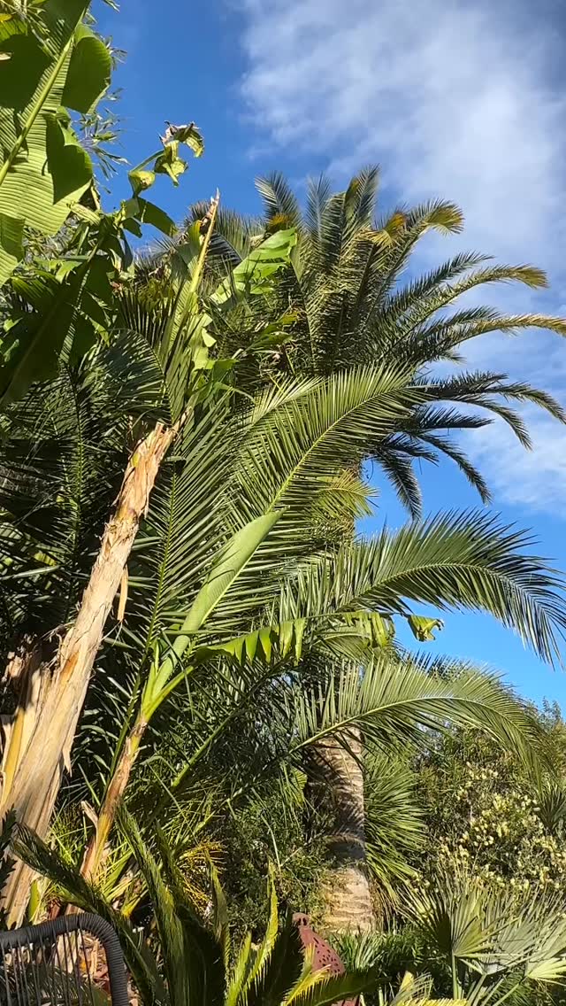 Dès le mois d’avril pour l’ouverture au public du jardin des barthes les floraisons s’enchaînent
🌱dans le jardin oriental les rosiers comme Pénélope général shablikine Gilbert nabonnand opalia et bien d’autres fleurissent déjà
🌸avril est aussi le mois des Callistemons et des cistes
🌸dans le sud des landes la végétation est déjà bien avancée
🌱le jardin oriental l’un des 8 tableaux du jardin des barthes est d’ambiance méditerranéenne, les couleurs sont douces et palmiers et cactus rythment la grande perspective ouverte sur les Pyrénées
🌱deux grands butias encadrent la vue sur la montagne
Jardin des barthes classé remarquable 15mn d’ Hossegor 30mn de Biarritz
#garden #fleurs #rosier #instagarden