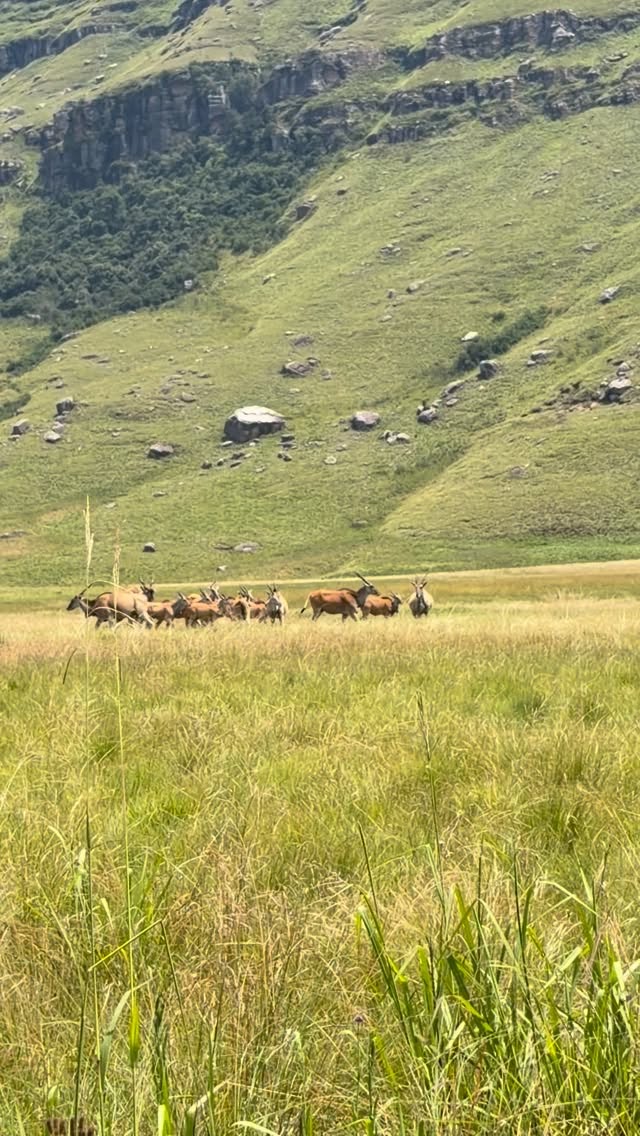 Giants Cup Wilderness Reserve is home to a rich diversity of wildlife, thriving in protected, untouched landscapes. Every sighting is a testament to conservation, balance, and the beauty of the natural world.
#nature #drakensberg #naturelovers #drakensbergmountains #beautifuldestinations