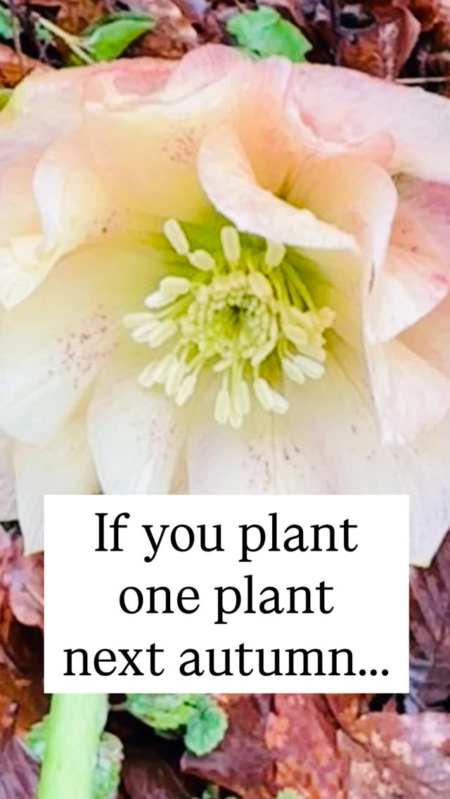 Heres why everyone should plant Hellebores and why they are one of my favourite winter flowering plants š„°
They provide a much needed pop of color when the rest of your garden looks dead.Ā
Once established, hellebores are so easy to look after, they just want to be left alone in a nice, shady spot.
On those unexpectedly warm days in February, they provide honeybees and bumblebees with what they need.
While you can plant them in spring, autumn is the best time for two reasons:
The soil is still warm from summer, but the air is cooling. This allows the plant to focus all its energy on building a robust root system before the ground freezes.
Garden centers stock up in late autumn and winter giving you more variety to choose from. #gardening #helleborus #spring