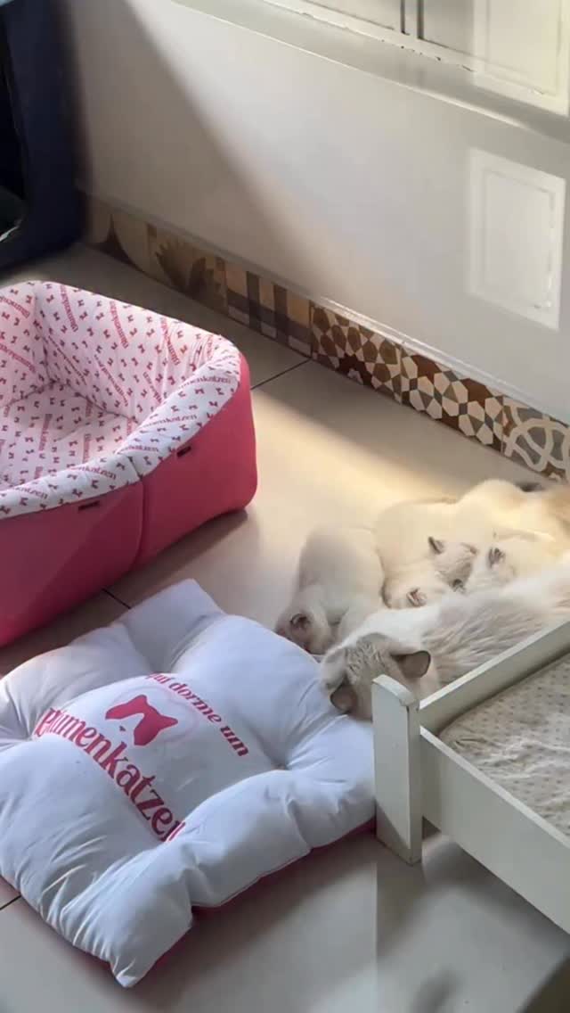 Nada como um piso geladinho no verão 😹
#ragdoll #blumenkatzen #camadegato #gatoragdoll