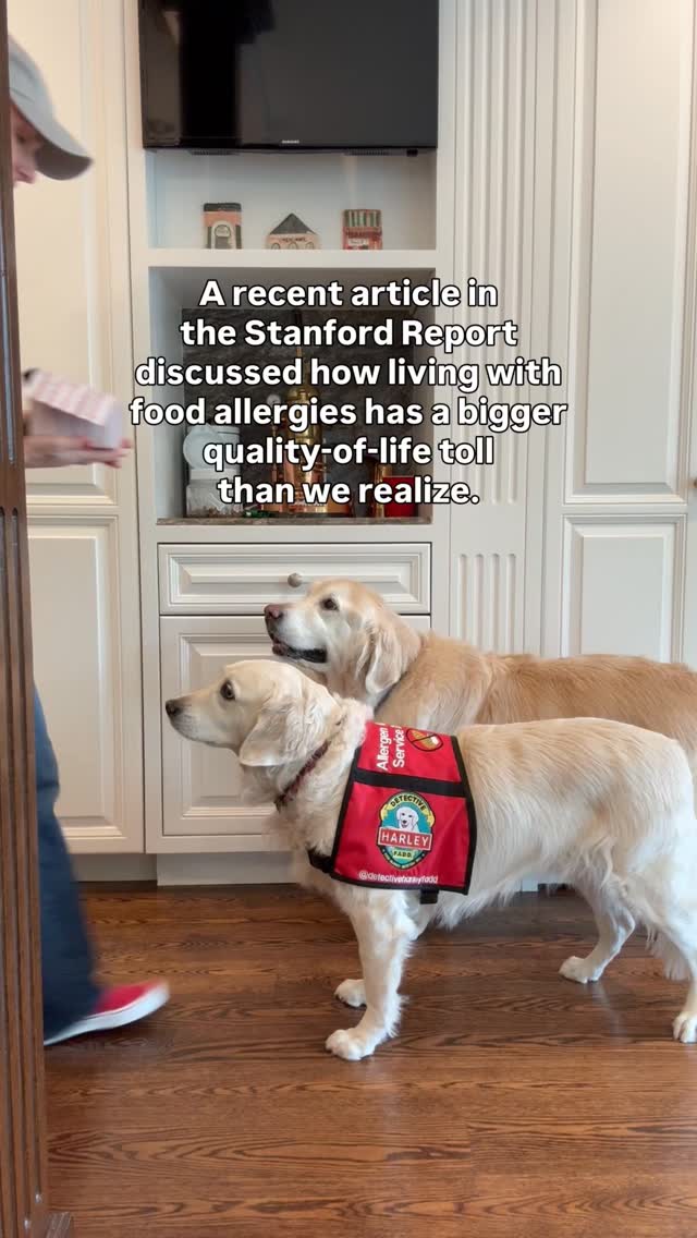 Food allergies require a constant state of vigilance, no matter the tools available to us. It’s exhausting but necessary because it’s a matter of life and death.
Harley is a golden retriever allergen alert service dog trained to detect peanuts for her peanut allergic human. Harley is also known as Detective Harley, F.A.D.D. Food Allergy Detection Dog®️. Cody is her little brother and is training to be just like her. Joey is our Treat Distribution Supervisor. We help food allergy families navigate snacks, restaurants, and food allergy life, one whiff at a time.
🐾 This account is for information only. You should be certain to conduct your own research to ensure your safety from your allergens.
🐾 We encourage sharing our content to help educate and spread food allergy awareness.
#foodallergies #servicedog #goldenretriever
