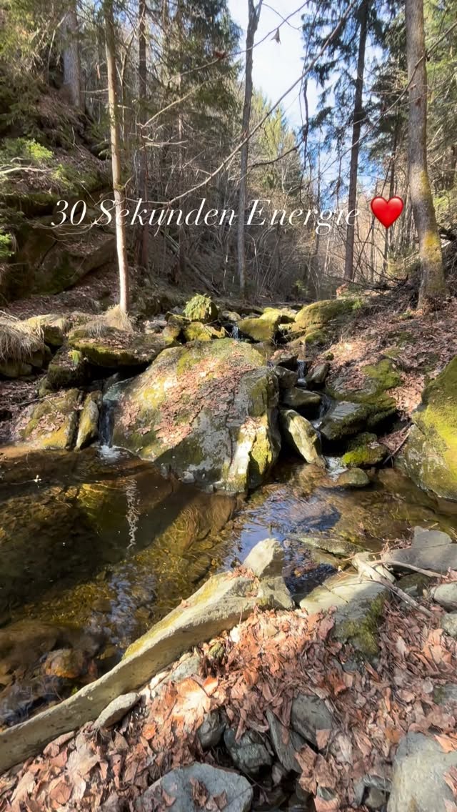 Energie tanken in 30 Sekunden ❤️#mel4animal #veldenamwörthersee #worldsamys #energy #waldbaden