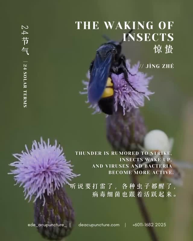🌩️ WAKE UP! The bugs are out... and so is your Liver Qi! 🐛💥
It’s The Waking of Insects (Jing Zhe)! ⛈️ Spring thunder is waking up the earth, but it also triggers the “Yang” energy in your body to rise fast! 🚀
If your body isn’t balanced, this sudden “rise” can make you feel super “meh.”
Watch out for these spring symptoms:
😠 Irritability & mood swings (Liver Qi imbalance!)
🤧 Itchy eyes or skin allergies
⛓️ Tight neck & shoulder pain
😴 Feeling “heavy” or sluggish
Now is the perfect time to “spring clean” your body and let your energy flow! 🌿✨
BUT—here’s the key part:
While spring wellness is amazing, TCM herbs aren’t one-size-fits-all. Using the wrong cooling tea or “detox” formula can actually make things worse! 😱
Have you ever tried a “cooling” drink and ended up with a bloated tummy or feeling more tired? Tell us in the comments! 👇
That’s why you need a customised formula. Don’t self-medicate! Consult our qualified TCM practitioners at 医心医意中医坊 De Acupuncture x Herbs Centre first. We’ll find the real root cause of your spring fatigue and tailor a treatment just for you.
Ready to feel refreshed this Spring?
Click the link in our bio to book your consultation today! 💖
#WakingOfInsects #JingZhe #TCM #Acupuncture #SubangJaya #USJ #LiverHealth #SpringWellness #24SolarTerms #NaturalHealing #WellnessMalaysia #DeAcupunctureXHerbsCentre #TraditionalChineseMedicine #SubangTCM #HealthyLiving