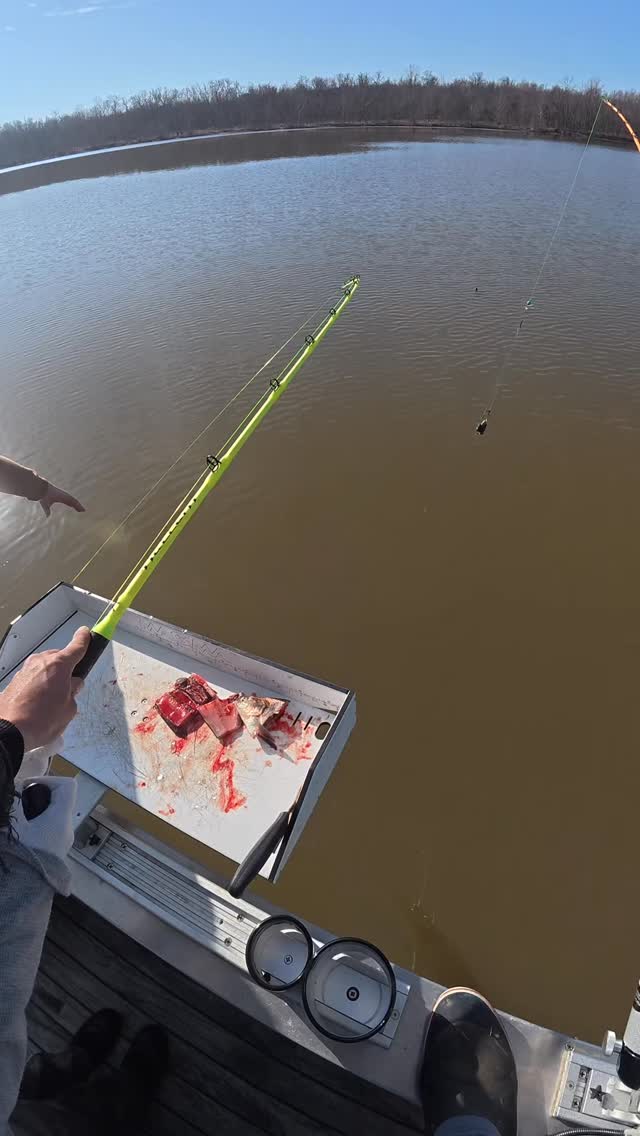 We almost lost this trophy catfish in the motor