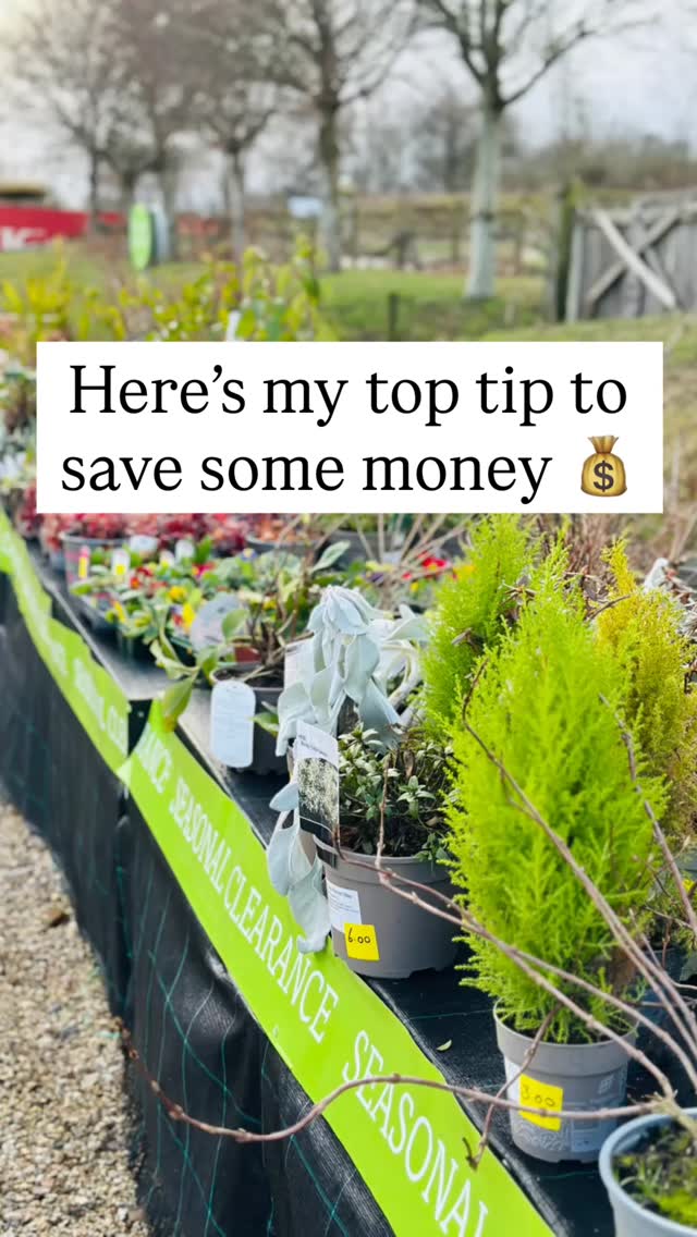 The reality is, gardening can be expensive. Between the beautiful terracotta pots and that bag of soil that costs more than brunch, your bank account can start looking a little wilted. Thatās why the Reduced Aisle is the best kept secret in the garden center.
Why the āClearance Rackā is a Goldmine:
⢠There is no greater flex than buying a Ā£1.50 ādead lookingā plant and nursing it back to the picture of health.
⢠Saving money means you can buy more plants. Itās simple math. š
⢠Youāre literally saving a living thing from going in the bin. Youāre not just a gardener; youāre a superhero. š¦øāāļø
Buy them for 50% off in winter, and theyāll be the stars of your garden by summer. Stop paying full price for āperfection.ā Nature is messy, and a bargain is beautiful. šæ
Tag a friend who canāt leave a garden center without a ārescue project!ā šš»āāļøš
#gardenhacks #PlantRescue #gardening