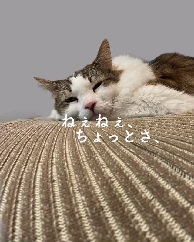 #cappytoys
#キャピートイズ
#猫のおもちゃのサブスクリプション
遊ぶ気になれないのは、
おもしろいおもちゃがないからだ。