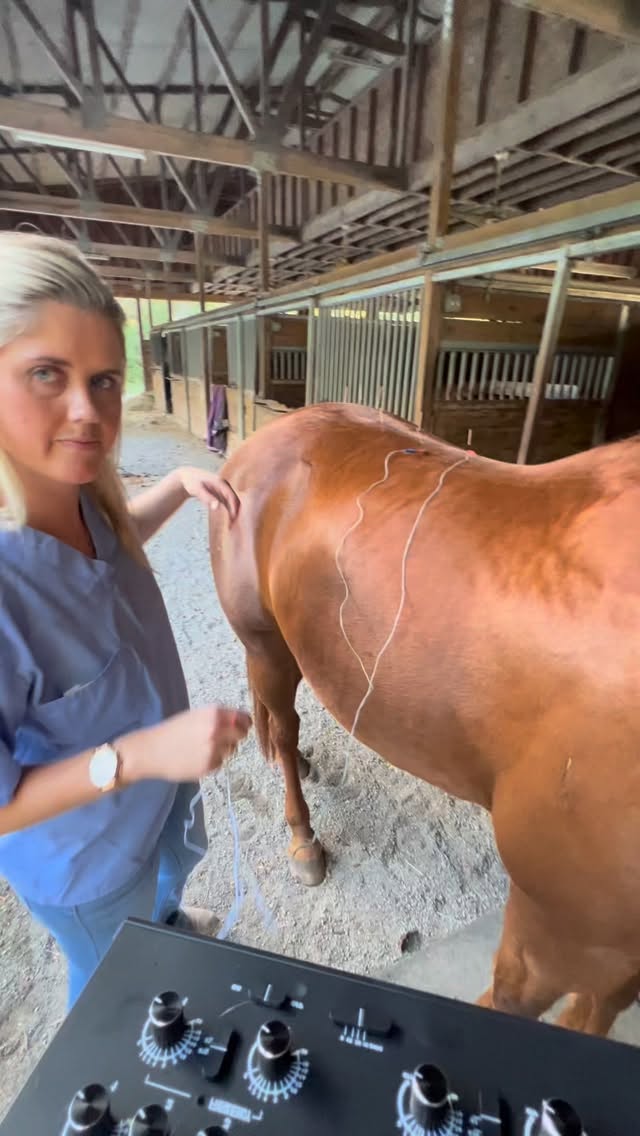 Dear my vet,
I just wanted to say I’m grateful for you.
I know when I come into the clinic I’m one of fifteen appointments you have in the day.
But you always make me feel like I’m your only one.
Thank you again!
#vetgratitude #veterinarymindset