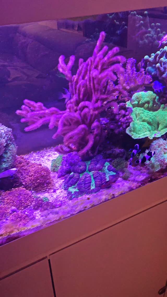 Prime vasche, grandi risultati con gestione Yorah 💪🌊
Questa vasca è sempre stata bella, ma negli ultimi 6 mesi ha affrontato problemi importanti:
NO3 a 50, PO4 tra 0,5/0,1, presenza di cianobatteri e tutte le difficoltà che ne conseguono.
Le abbiamo provate tutte… finché abbiamo deciso di iniziare un percorso con i prodotti Yorah.
📆 Dopo sole 3 settimane di utilizzo, con un rinforzo importante di Bacter Mix nel DSB, i risultati sono stati evidenti:
✅ NO3 scesi a 10
✅ PO4 stabilizzati a 0,08
✅ Cianobatteri spariti
✅ Acqua molto più cristallina
✅ Schiumatoio stabile e performante (1 bicchiere ogni 2 giorni)
✅ Vasca complessivamente più sana
✅ Bolle di azoto nel DSB finalmente riapparse
Un cambio di gestione che ha fatto davvero la differenza
.
#reeftank #acquariomarino #coralreef #reefaquariumanimali #Yorah