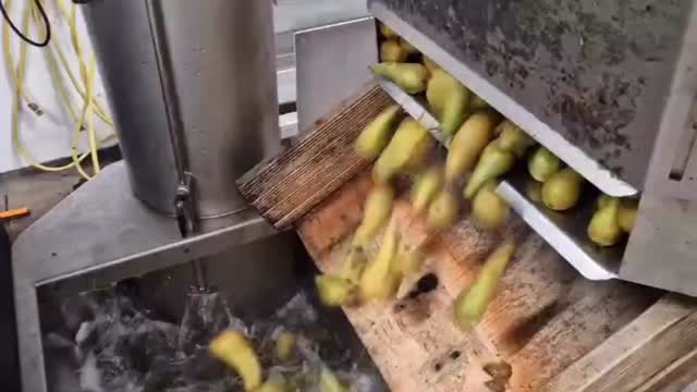 A new batch of pears through the press, ready to be crafted into our much-loved juices š
#owletfruitjuice #loddingtonfarm #fruitpress