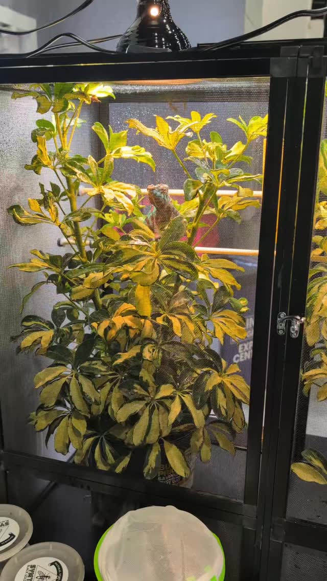 Day 2 Reptilian Nation WPB