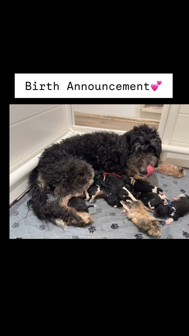 Mama Grace, our mini f1b bernedoodle, gave birth to 10 beautiful and healthy mini multi-gen bernedoodle puppies this afternoon! And let me tell you, she is such a good mama!! She has this parenting thing down better than I do! She had 7 girls and 3 boys. 3 families are already on the list for this litter and i anticipate it filling up quickly, so if you’re even remotely interested, send us a message! #bernedoodlehub #bernedoodlepuppy #minibernedoodle #bernedoodle #doodlepuppy