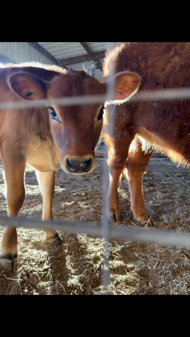 The most beautiful calf award goes to Buttercup