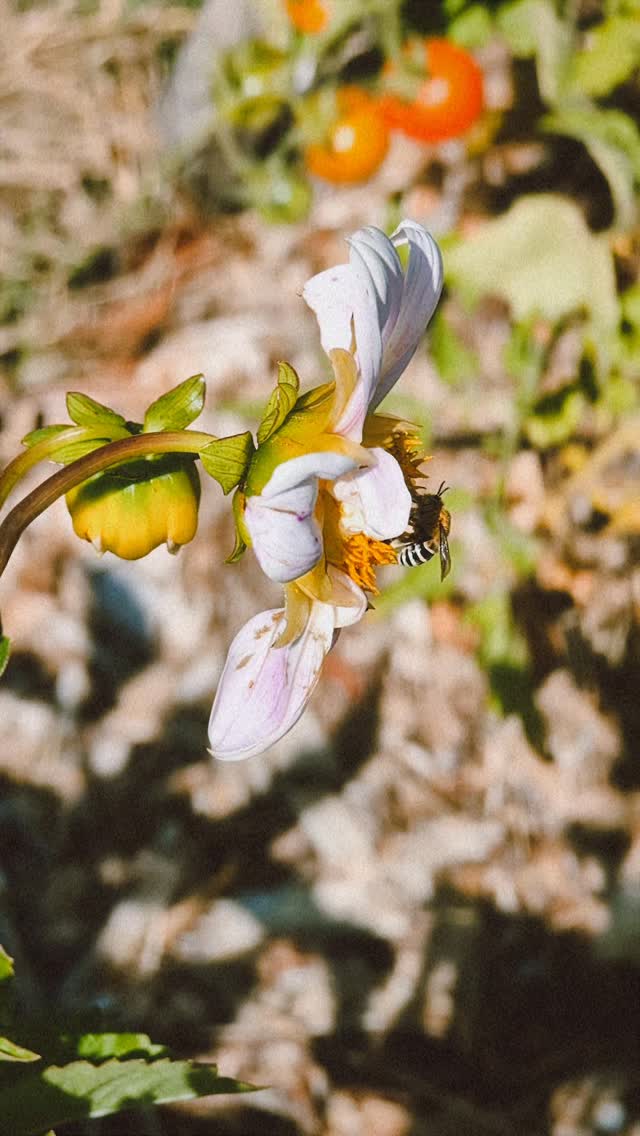 MDLN is hosting a Native & Honey Bee photo competition. Send us your snaps of Bees your seeing around your gardens.
Winners will be announced on World Bee Day, 20th of May. Send your snapshots to Bonnie via her email or phone number with your name, place your photographed the Bee and contact details 🐝
Once all the photos are in, MDLN will create a collage and display them via our socials and e-news.
See Bonnie's contact details below.
bonnier@mdln.com.au - 0480617736
