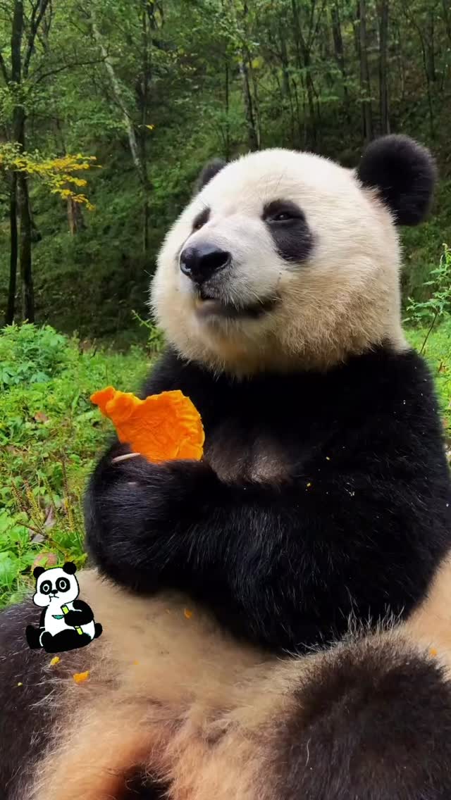 Il panda vive solo dove l’ambiente è sano. 🌿
Se la natura si ammala, si ammala anche lui.
Ogni animale dipende dall’equilibrio che lo circonda. 💙
Proteggere l’ambiente significa proteggere la vita.
Il rispetto parte da piccoli gesti. Sempre.
#ArkadiaVetClinic #RispettoPerLaNatura #BenessereAnimale #amoreresponsabile