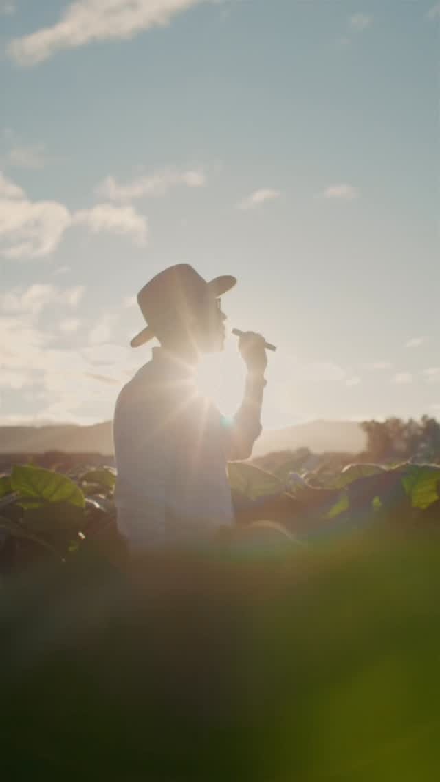 Created in London. Handcrafted in #Nicaragua. It all starts at the origin.
We source from select farmers who are committed to the best agricultural practices and social responsibility.
#cigars #premiumcigars #charatanlondon #tobaccofields