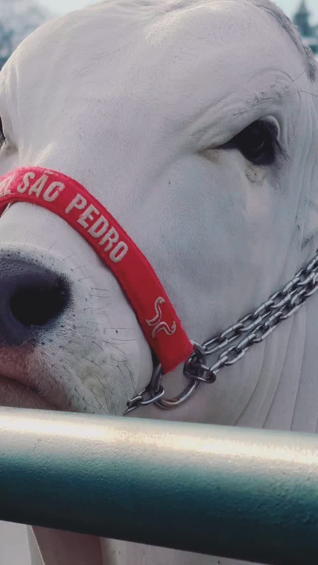 Bora começar mais uma temporada de sucesso, prepare-se #nelore #agropecuária #pecuária #vidanocampo #pecuáriadecorte